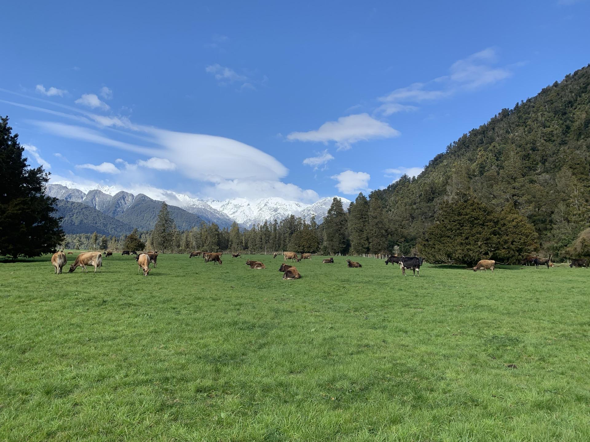 Vacas lecheras en sistema pastoril — Nueva Zelanda