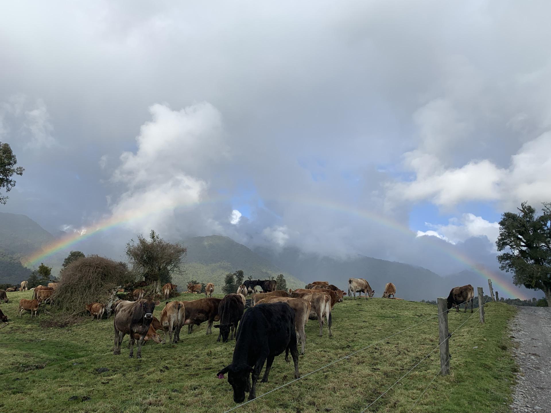 Vacas lecheras en pastura — Nueva Zelanda