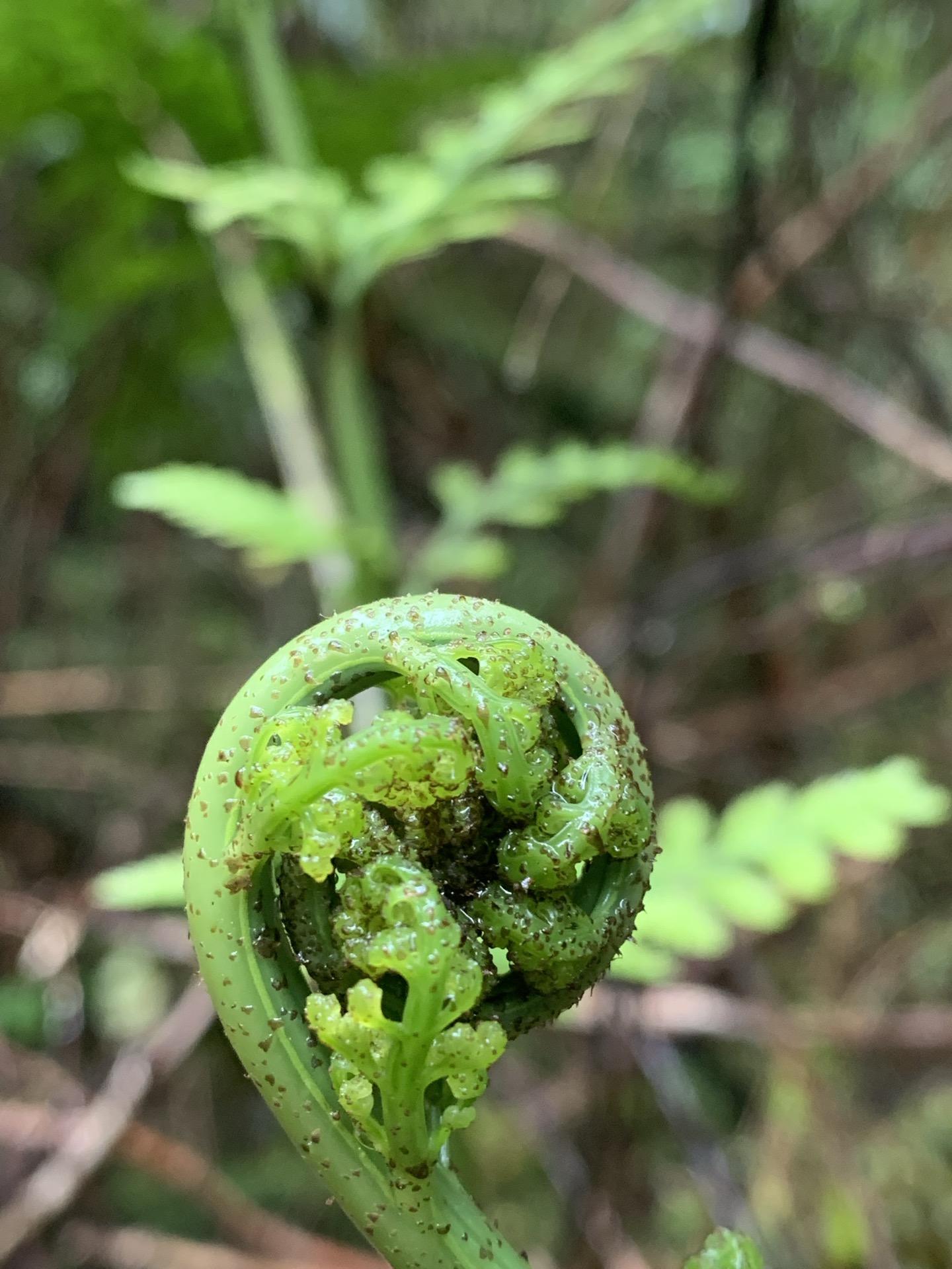 Koru — helecho māori, símbolo de Nueva Zelanda